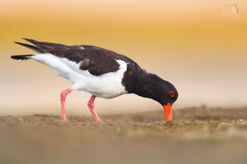 ostrygojadphoto preview