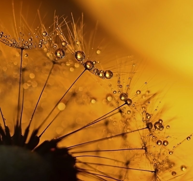 макро, капли, вода, волшебство, макро мир, макрофотография, россия, Янтарные каплиphoto preview