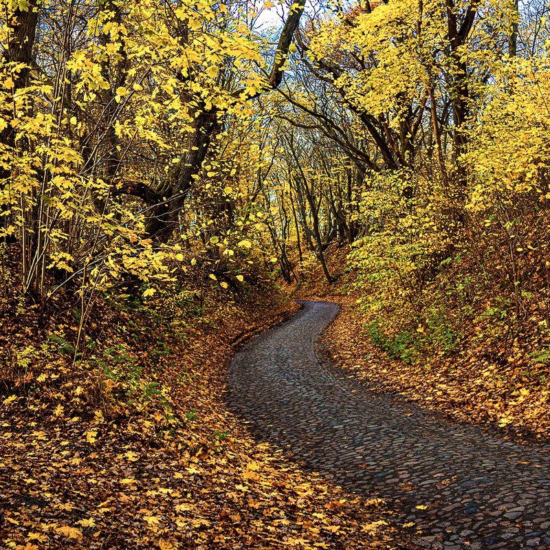 Осенняя дорогаphoto preview