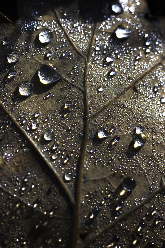 After the rainphoto preview