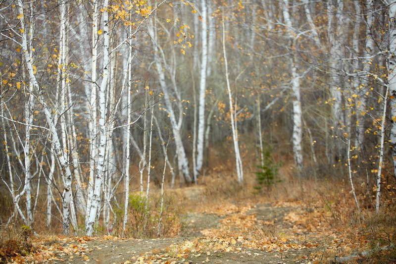 южный урал,оренбургская область, орск, новотроицк,башкирия, башкиртостан Воздух в лесу!photo preview