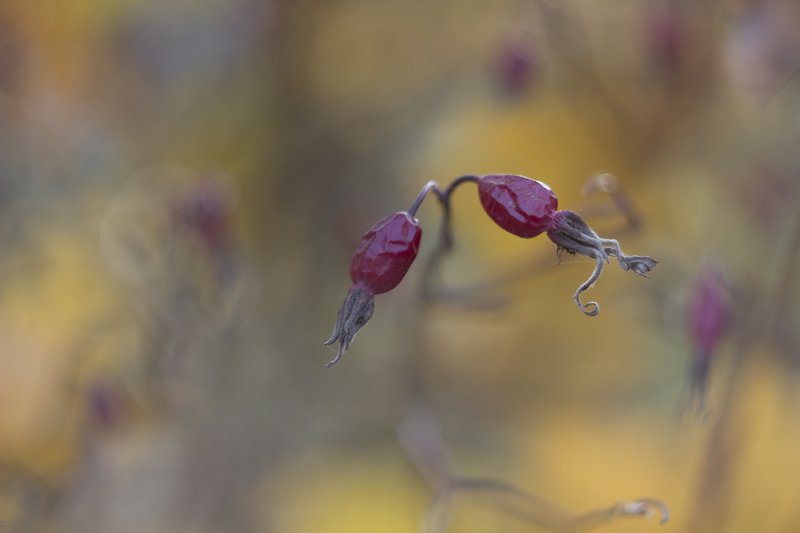 шиповник,ягоды photo preview