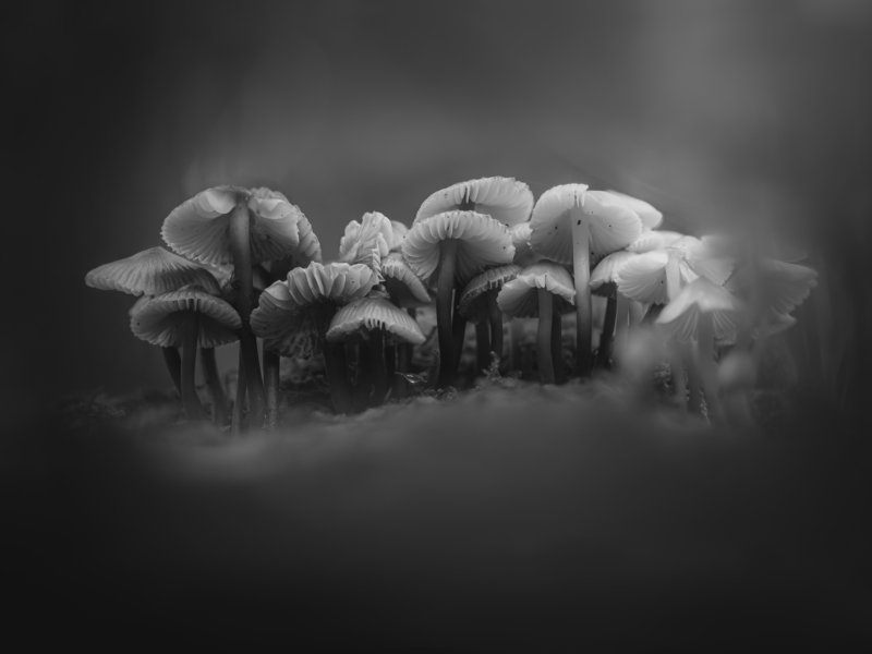 Mycenasphoto preview