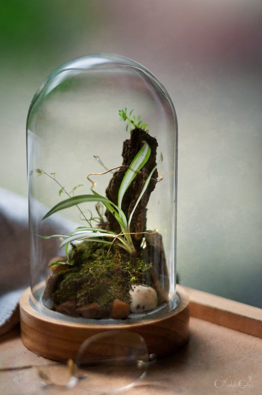 Cristalphoto preview