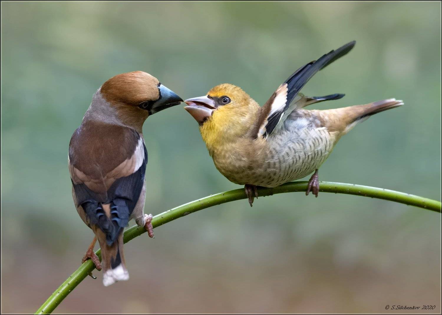 Родительские заботы. Автор: Сергей Сильченков дубонос, Сергей Сильченков