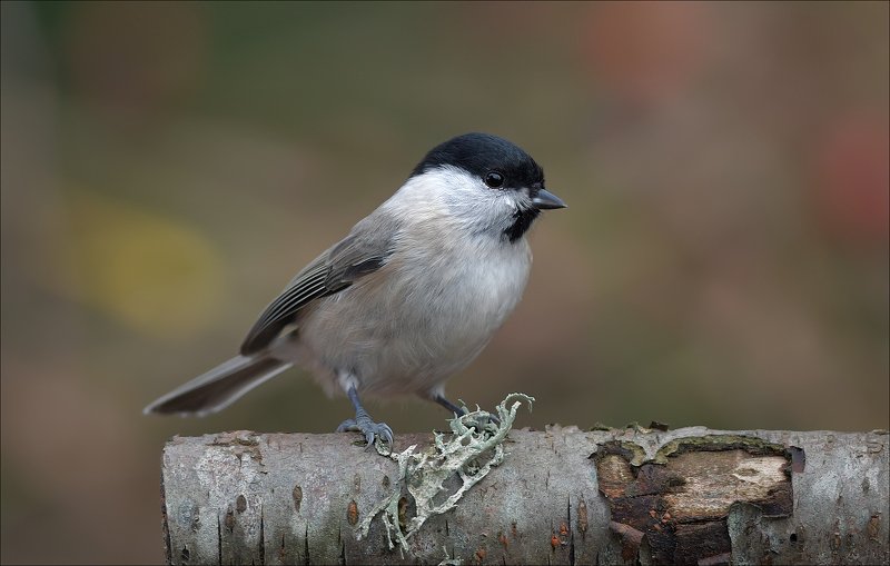 гаичка Гаичкаphoto preview