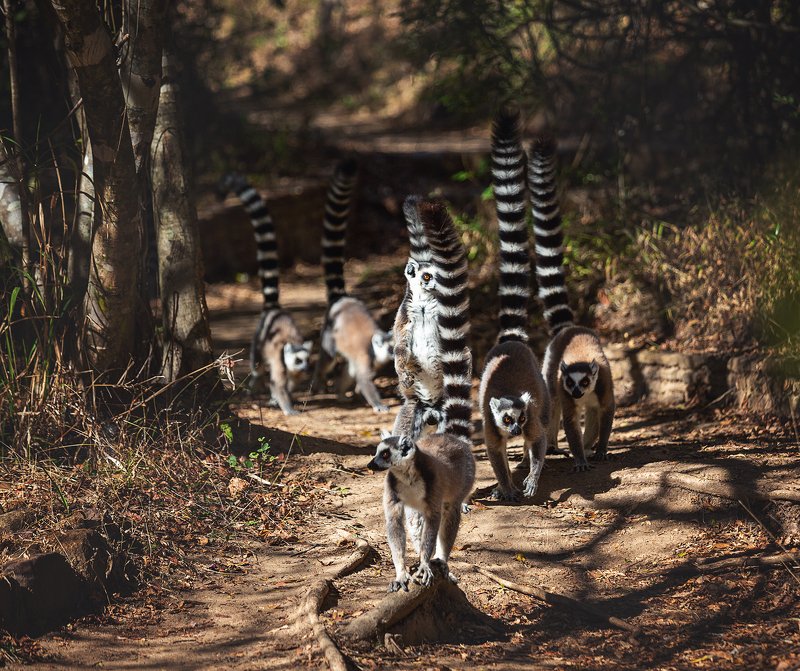 #lemur #лемур #мадагаскар #остров #животные #кошачийлемур #африка Кошачьи лемуры Мадагаскарphoto preview