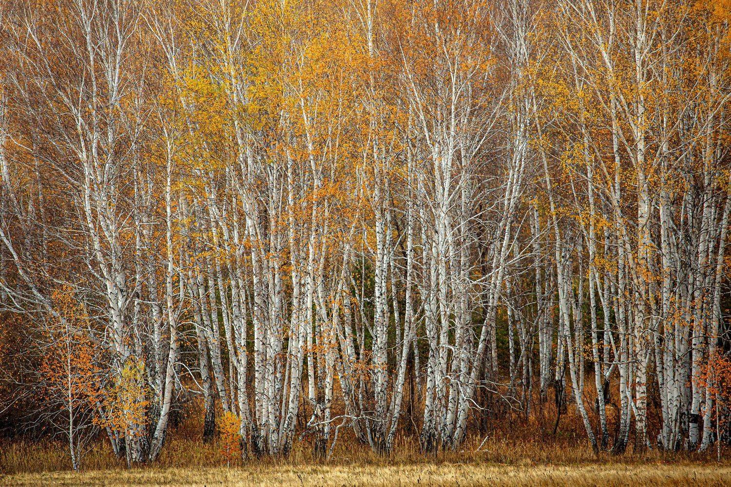 Стояли стройными Рядами. Автор: Качурин Алексей башкирия, южный урал орск новотроицк, Качурин Алексей