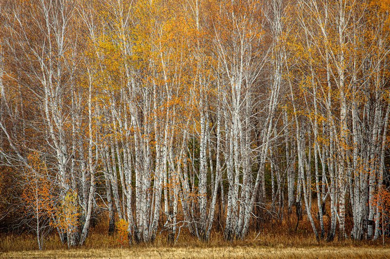 башкирия, южный урал орск новотроицк Стояли стройными Рядамиphoto preview