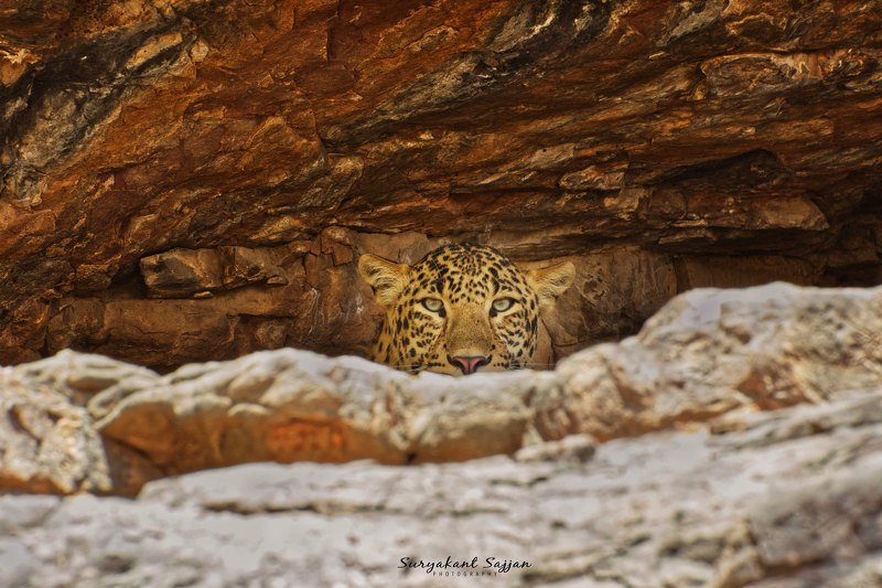 #indianwildlife, #wildlife #animals #nationalparks #leopards The Cavemanphoto preview