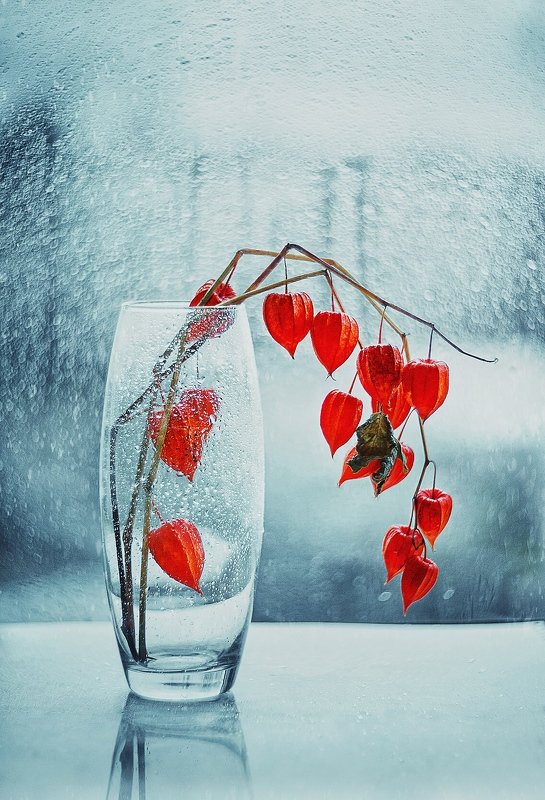 Физалисphoto preview