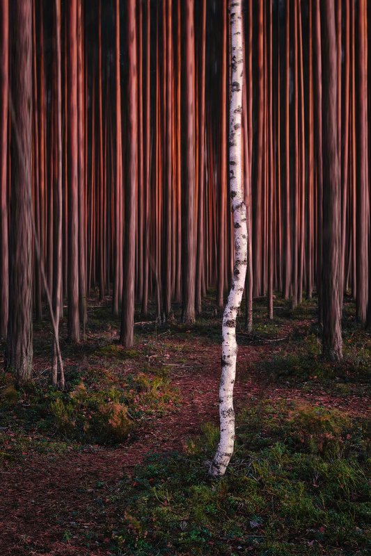 лес, закат, сосны, берёза, fujifilm Свой среди чужихphoto preview