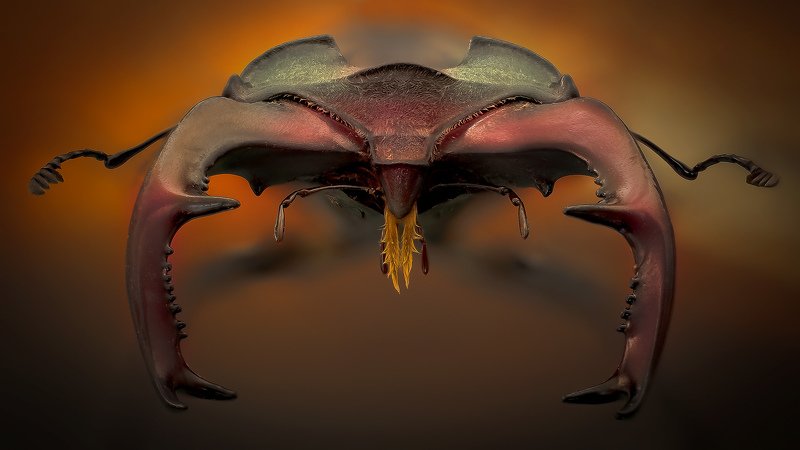 lucanus cervus, жук олень Рогатыйphoto preview