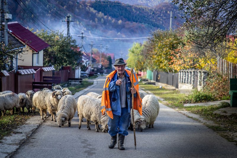 Sheperdphoto preview