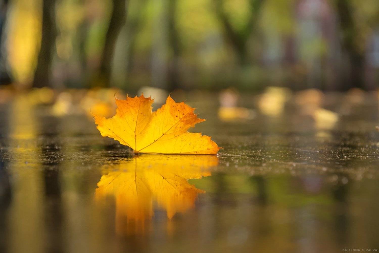 Бабочка-осень. Автор: Сипаева Катерина природа, осень, Сипаева Катерина