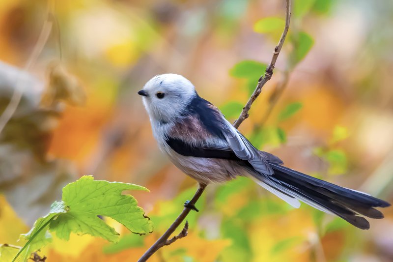 Long Tailed Titphoto preview