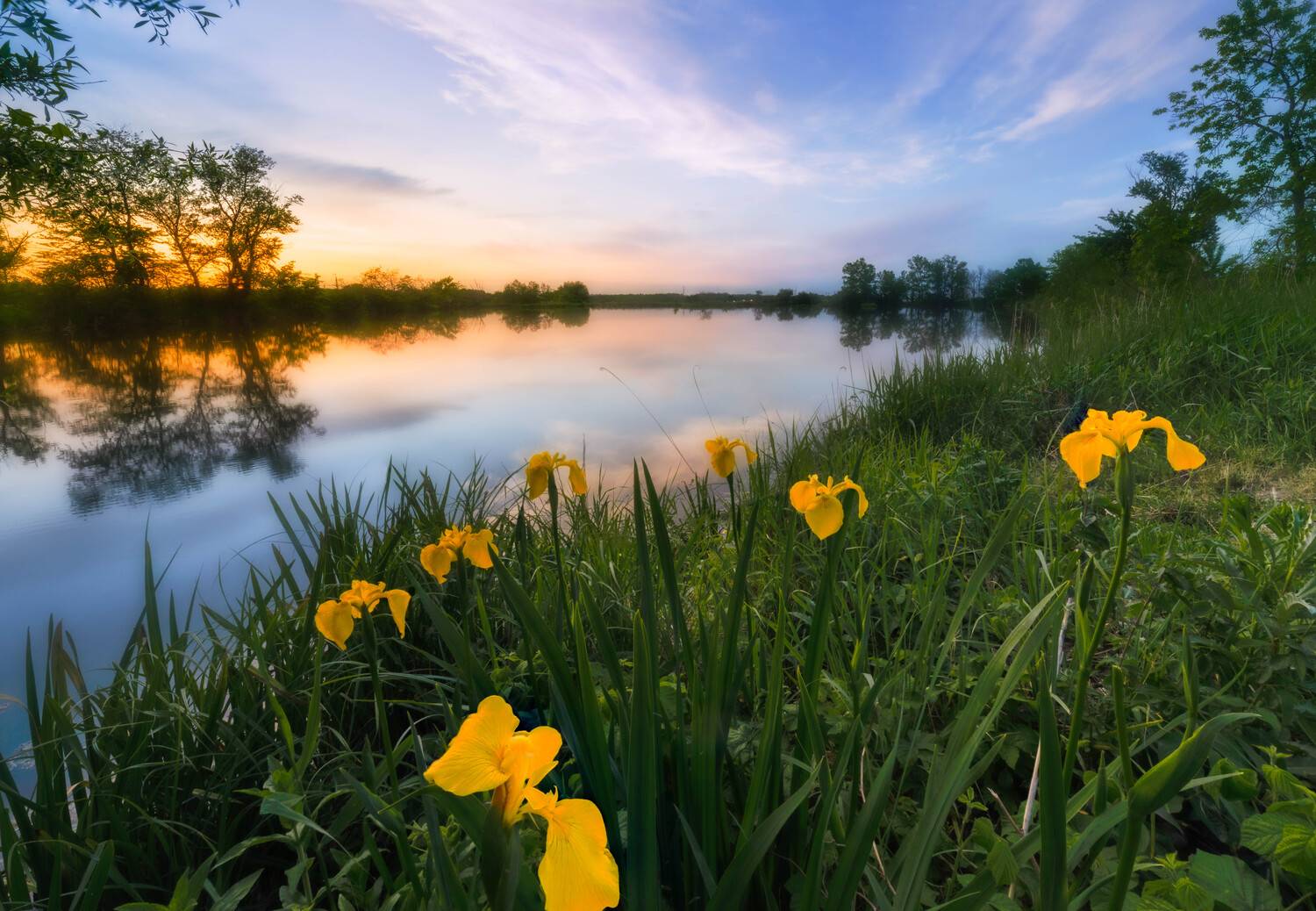 Дикие ирисы. Автор: Александр Орнатский , Александр Орнатский
