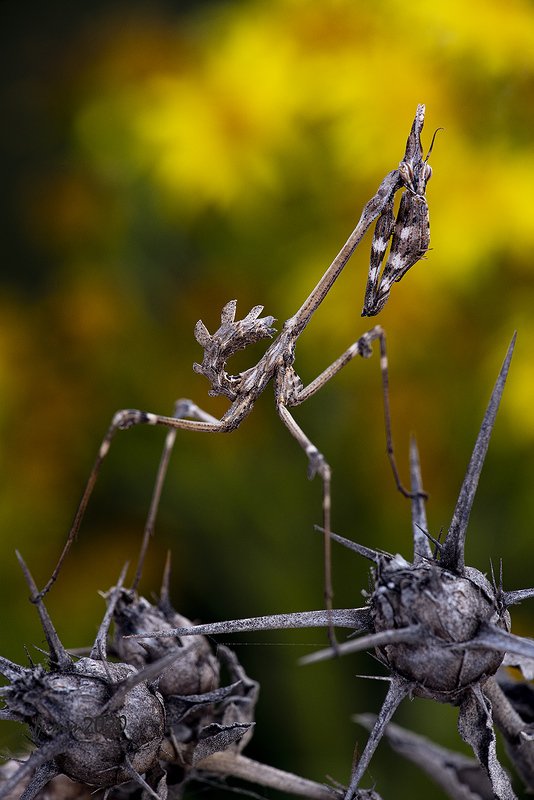 СКАЗКА ДРЕВНЕЙ ГАЛИЛЕИ.photo preview
