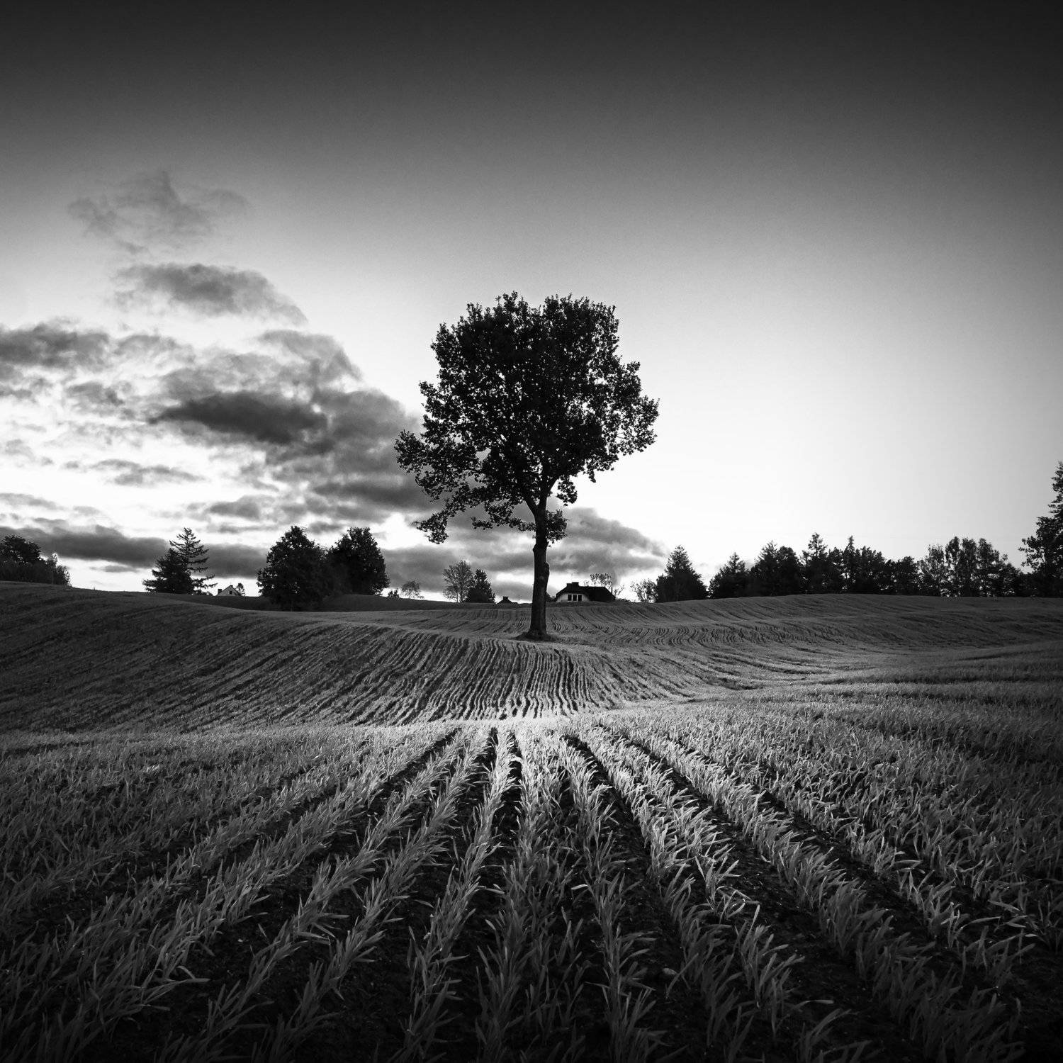 Tree. Автор: Sylwia Ratajczyk , Sylwia Ratajczyk