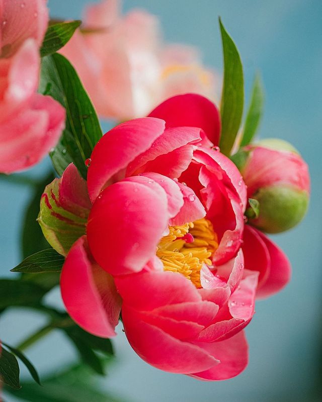 лето, пионы, свет, розовый, желтый, букет photo preview