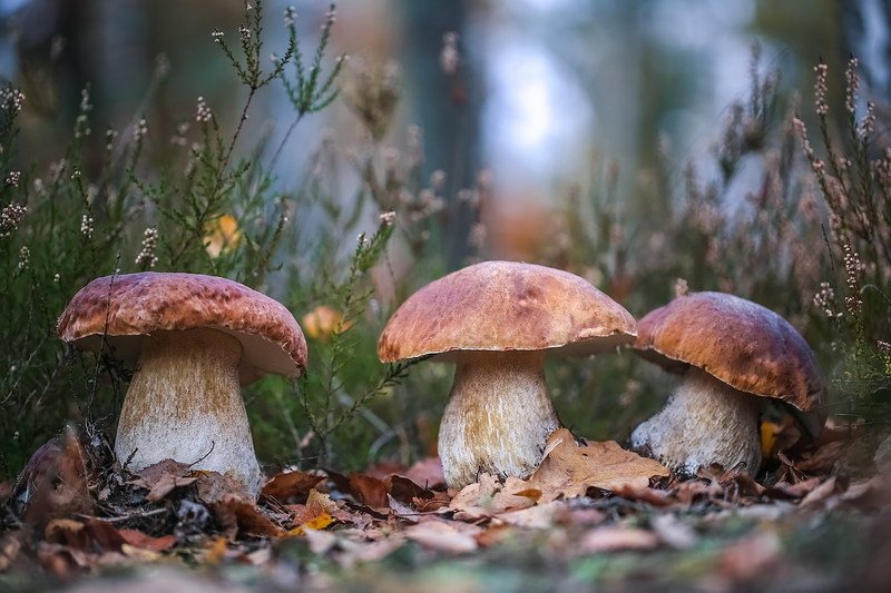 Три богатыряphoto preview