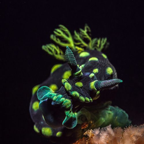 ЗОВ ПРЕДКОВ