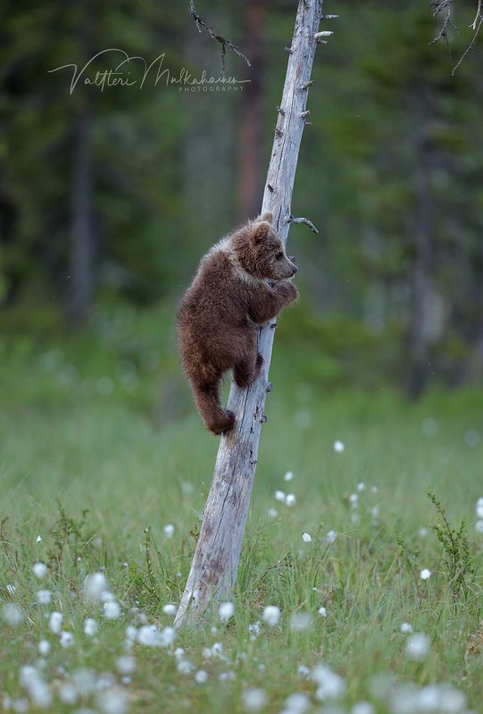 Ну и где этот фотограф? фото превью