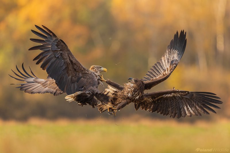 #eagle #bird #birds #autumn #attack Attackphoto preview