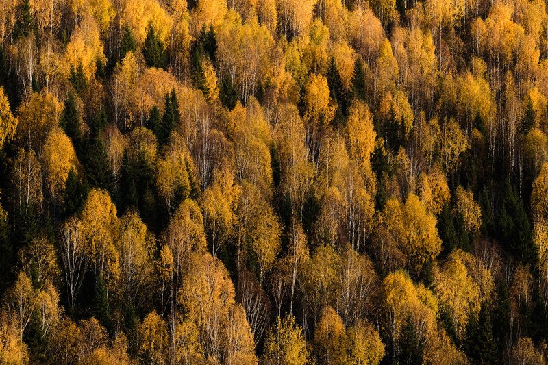 осень, лес, урал, пермский край Золотое войскоphoto preview