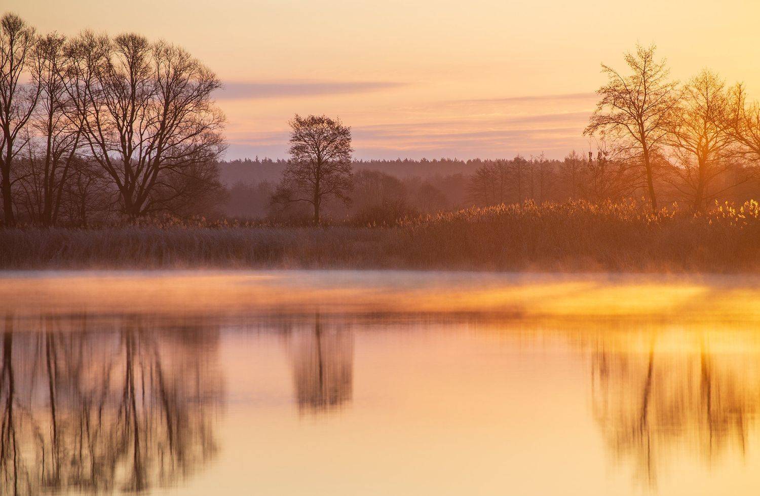 , Дмитрий Новоселов