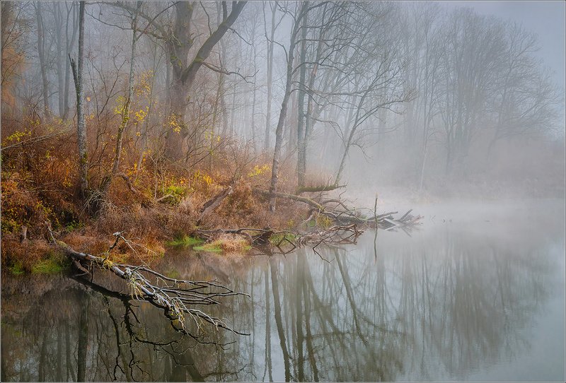 утро, туман, пруд, осень, беларусь, ноябрь Осенний пруд...photo preview