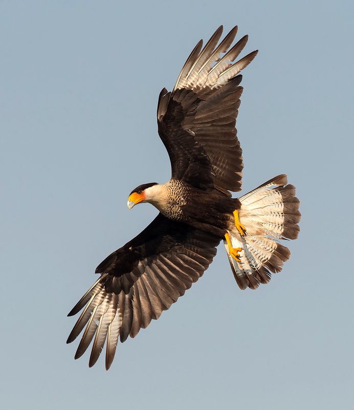 каракара, crested caracara, caracara, tx, texas, хищные птицы Обыкновенная каракара - Crested Caracaraphoto preview