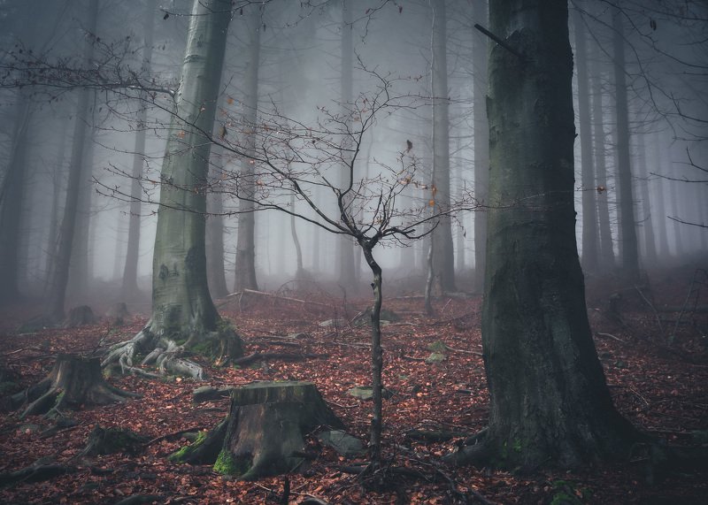 majestic, forest, autumn, fog, trees, rain, nikon, mountains Majestic forestphoto preview