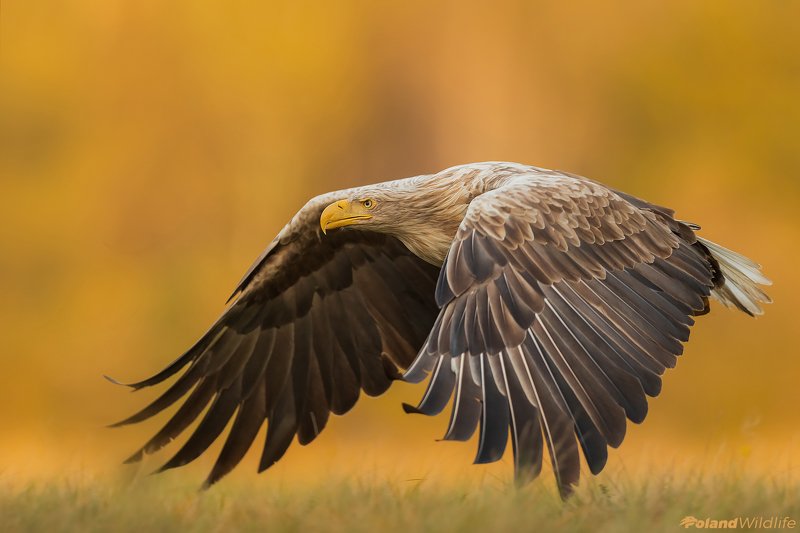#eagle #bird #birds #autumn #attack Gandalfphoto preview
