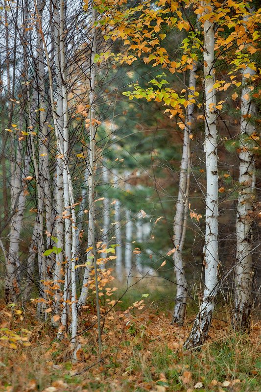 башкирия, южный урал орск новотроицк Этюдик!photo preview