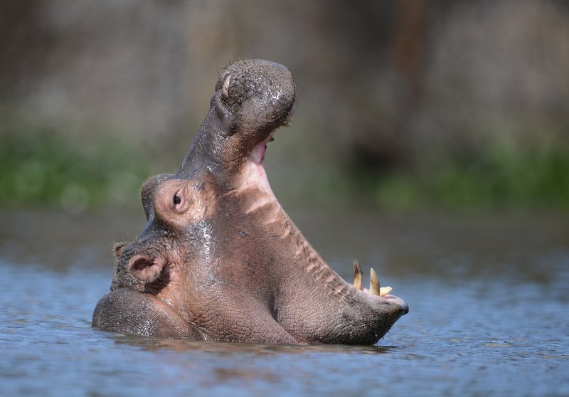 бегемот ПРОСТО ЗЕВНУЛphoto preview