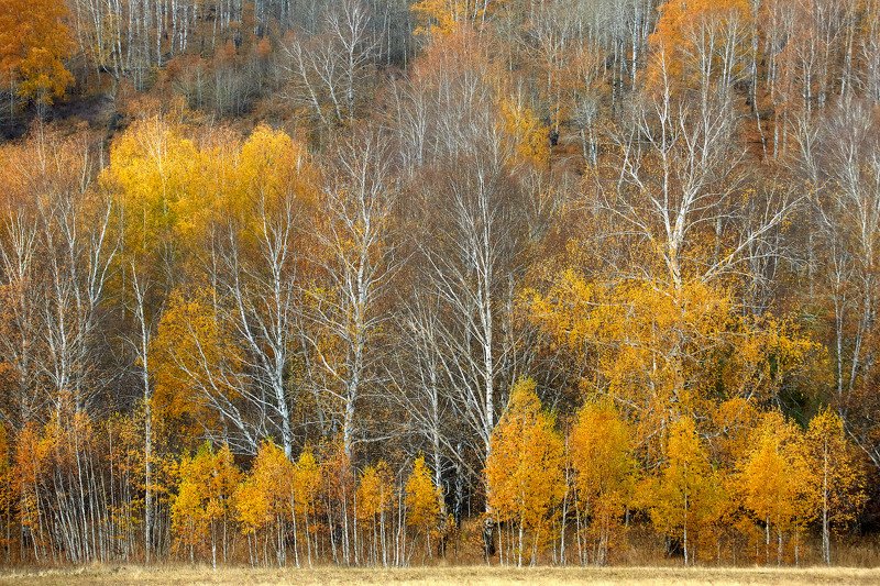 башкирия, южный урал орск новотроицк Осенняя Охра!photo preview