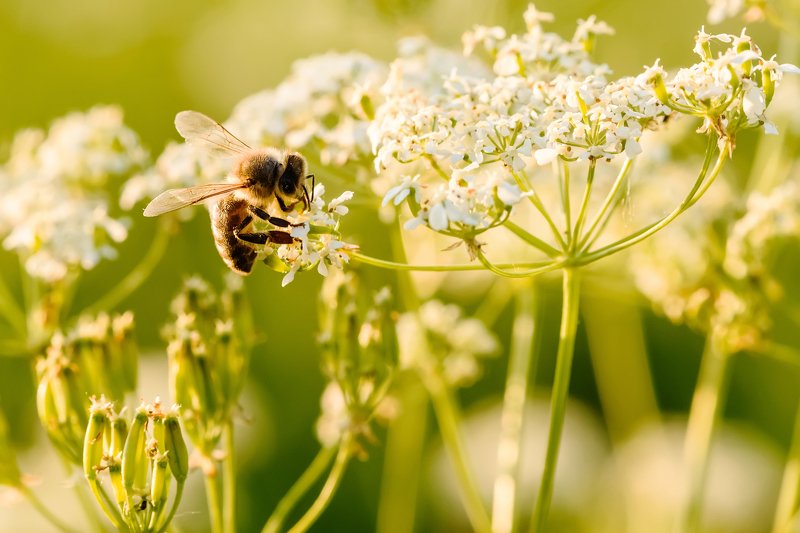 Сбор урожаяphoto preview