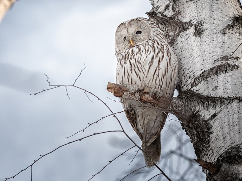 Длиннохвостая неясытьphoto preview