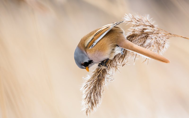 синица бородатая, синица,птицы, птицы россии, орнитология, дикая природа,  фото охота, дикая птица, дикая природа Усатая синица. Мальчик.photo preview