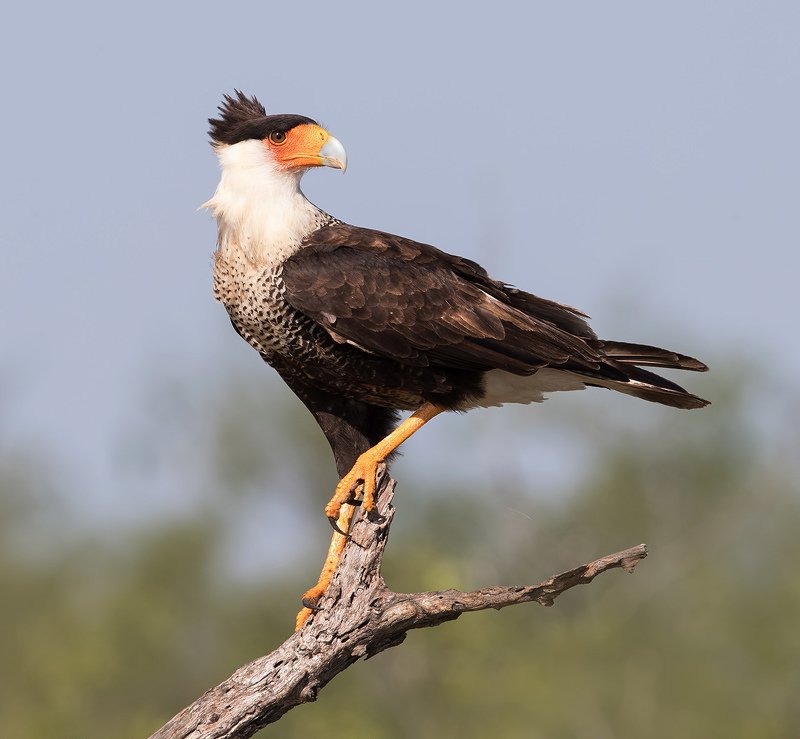 каракара, crested caracara, caracara, tx, texas, хищные птицы Обыкновенная каракара - Crested Caracaraphoto preview