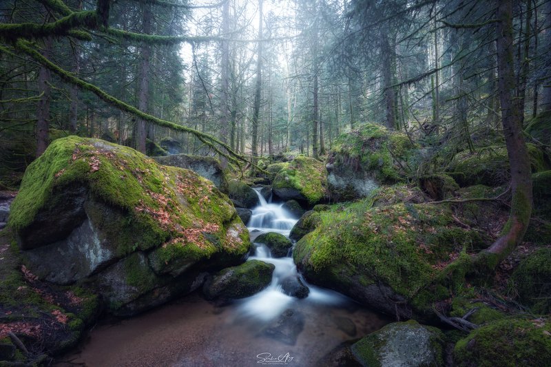 blackforest Deep in Black Forestphoto preview