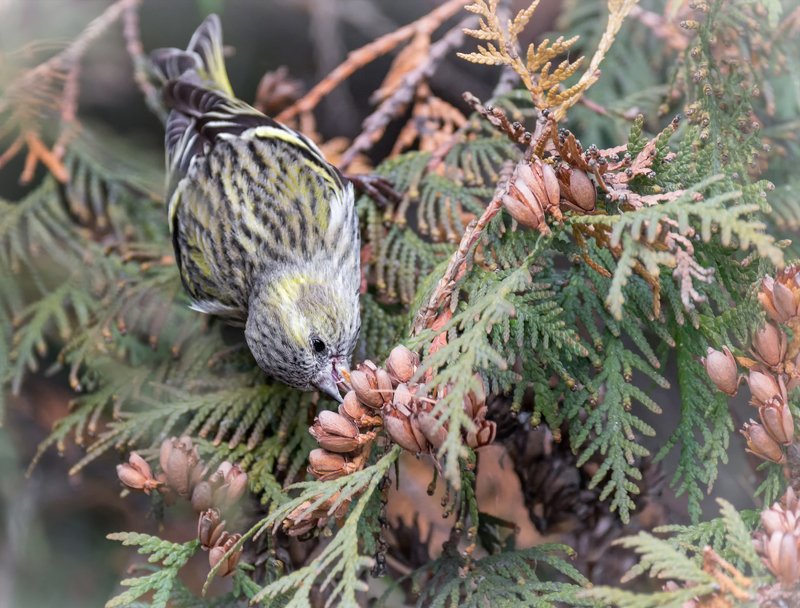 птица, чиж, чижик..photo preview