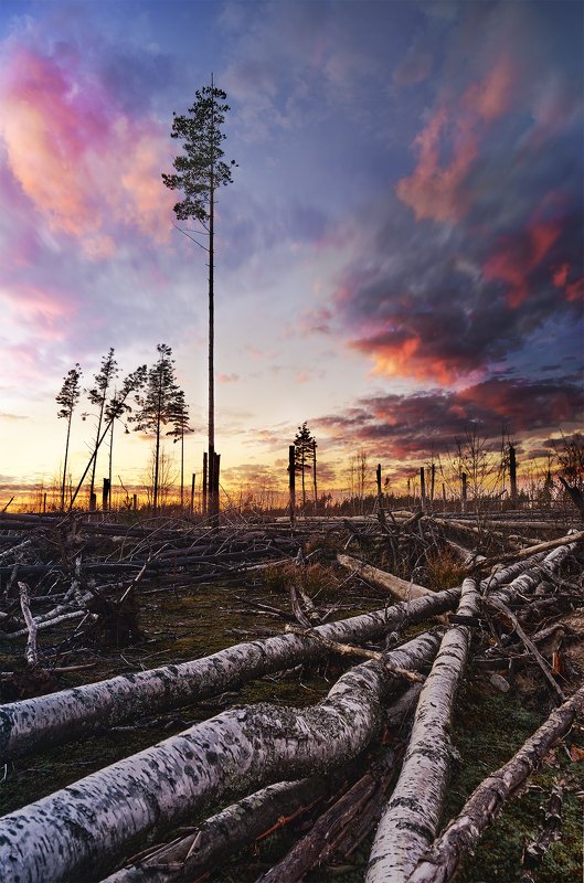 болото, закат, бурелом, берёзы, пейзаж, дерево Буреломphoto preview