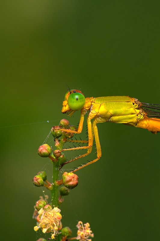 #macro #wildlife #photooftheday Dragon flyphoto preview