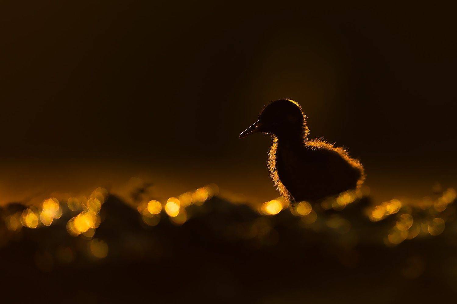 , Łukasz Sok&oacute;ł