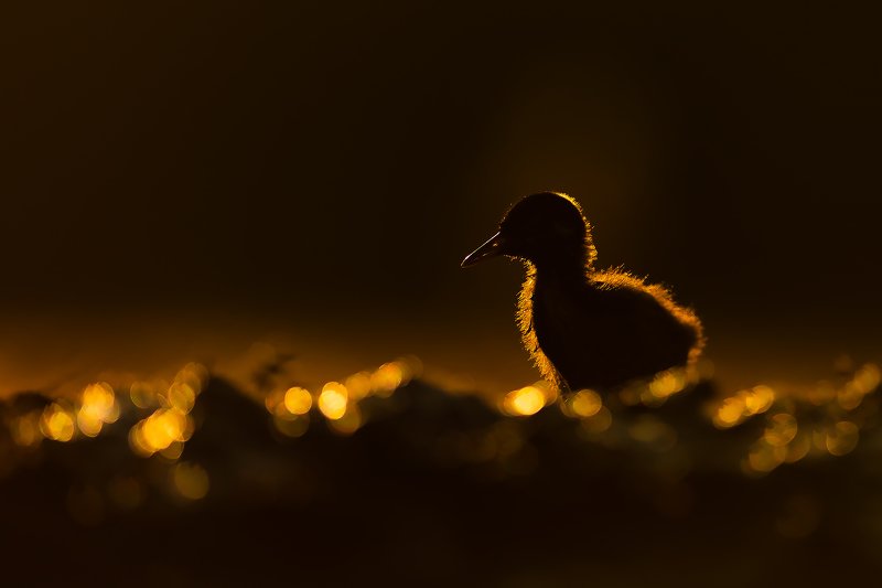 Water rail фото превью