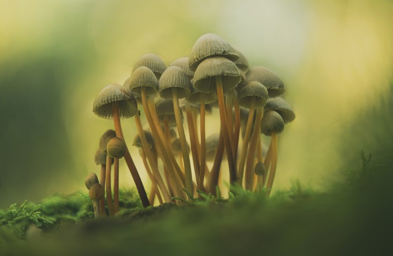 macro, forest , mushroom, autumn The big familyphoto preview