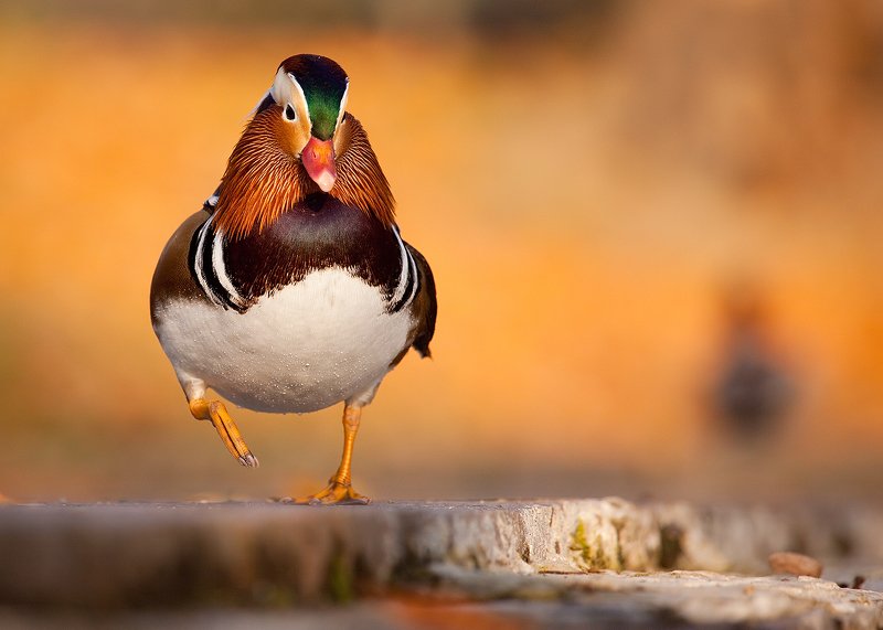 Mandarin duckphoto preview