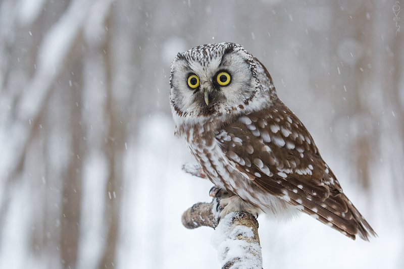 мохноногий сыч мохноногий сычphoto preview